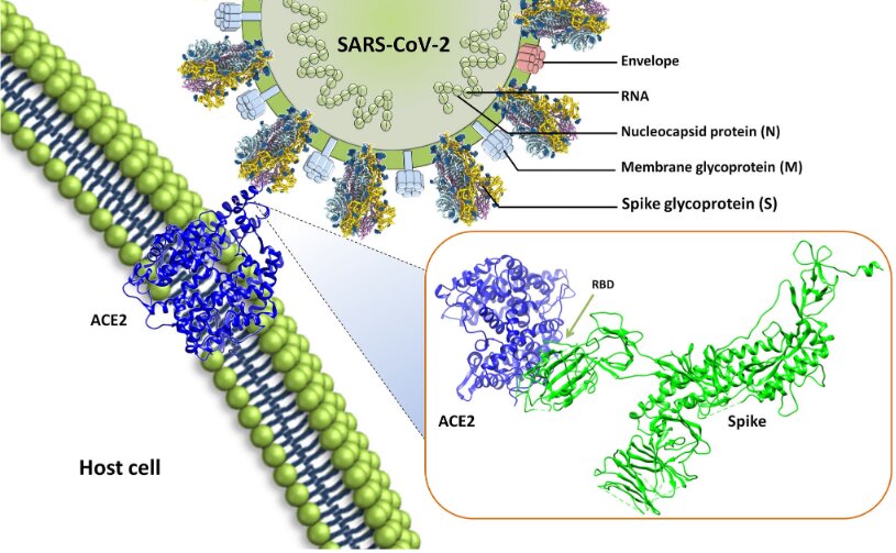 mutations rbd domaine de liaison du recepteur cellule proteine spike spicule s sars cov 2 coronavirus covid 19 variants