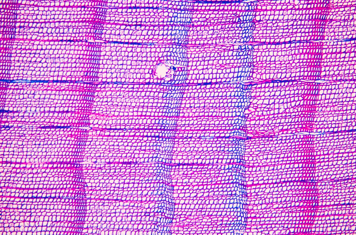  20251204 on plaguevolcano small