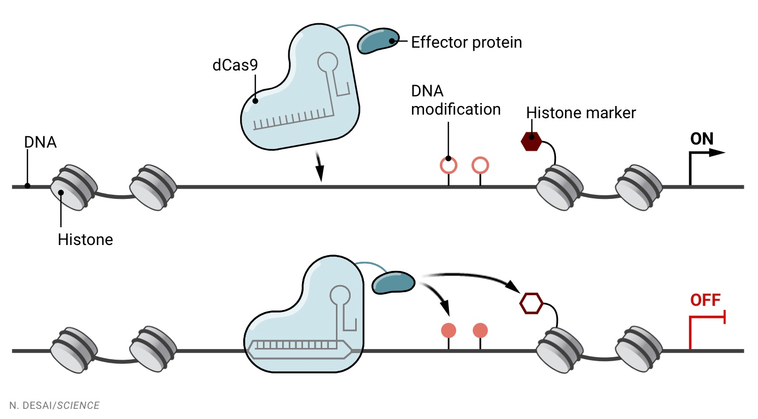 epigenome edition