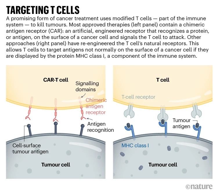 Targetting T cells