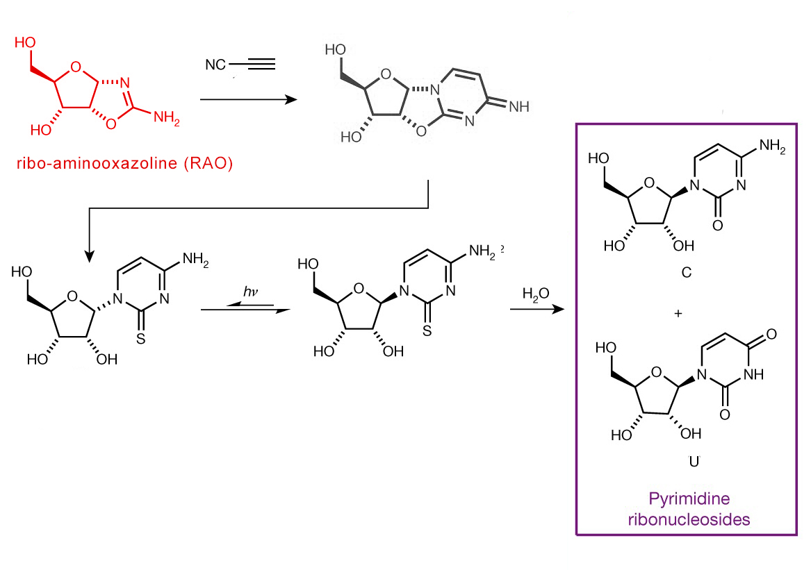 RAO into pyrimidines