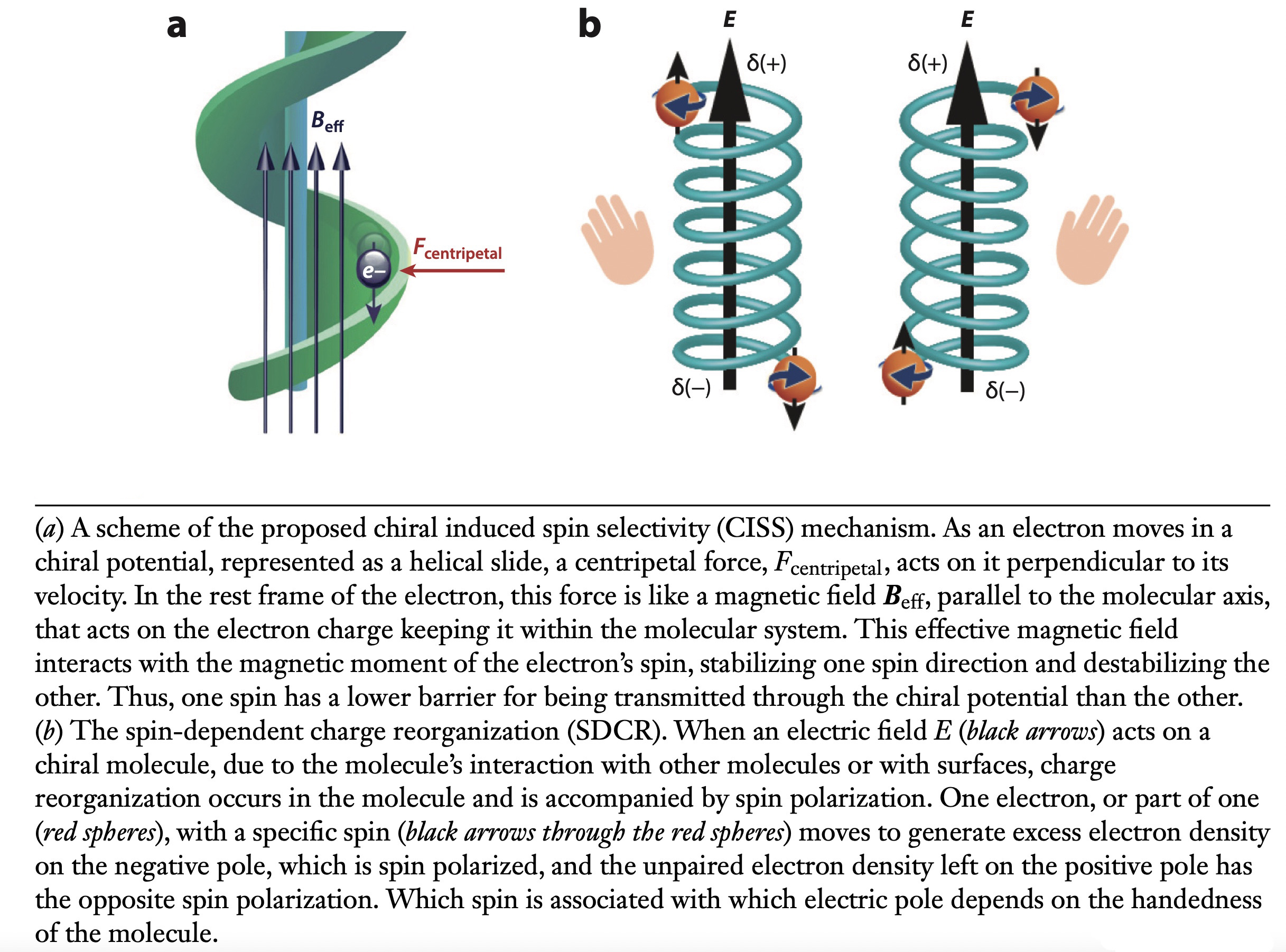 annurev biophys 083021 ciss fig1