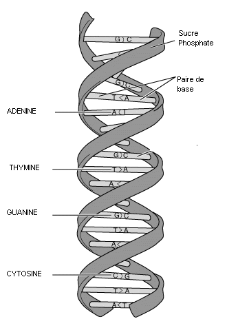 double helice