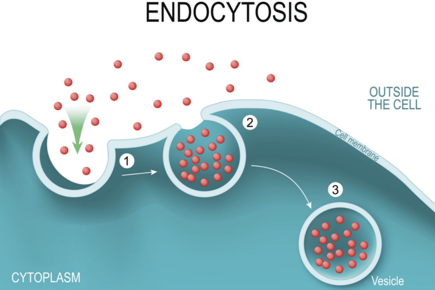 endocytosis