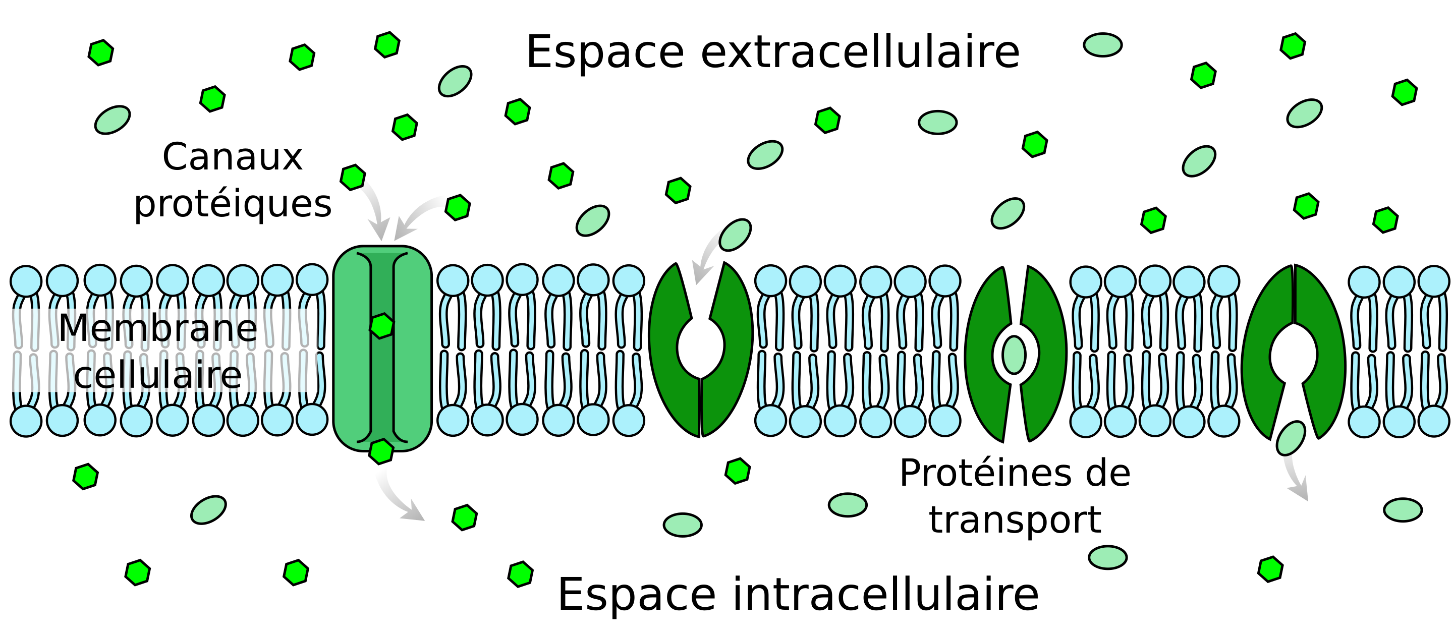 facilitated diffusion in cell membrane fr.svg