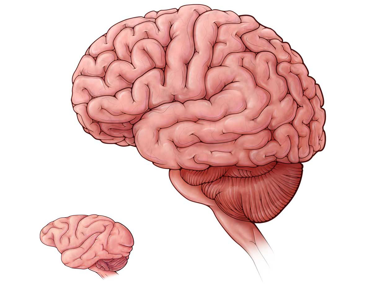 de novo gene macaque human brain